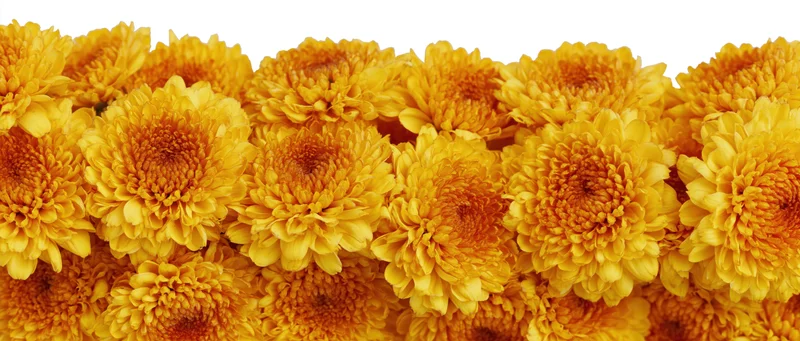 Dense horizontal row of yellow-orange chrysanthemum blooms on white background