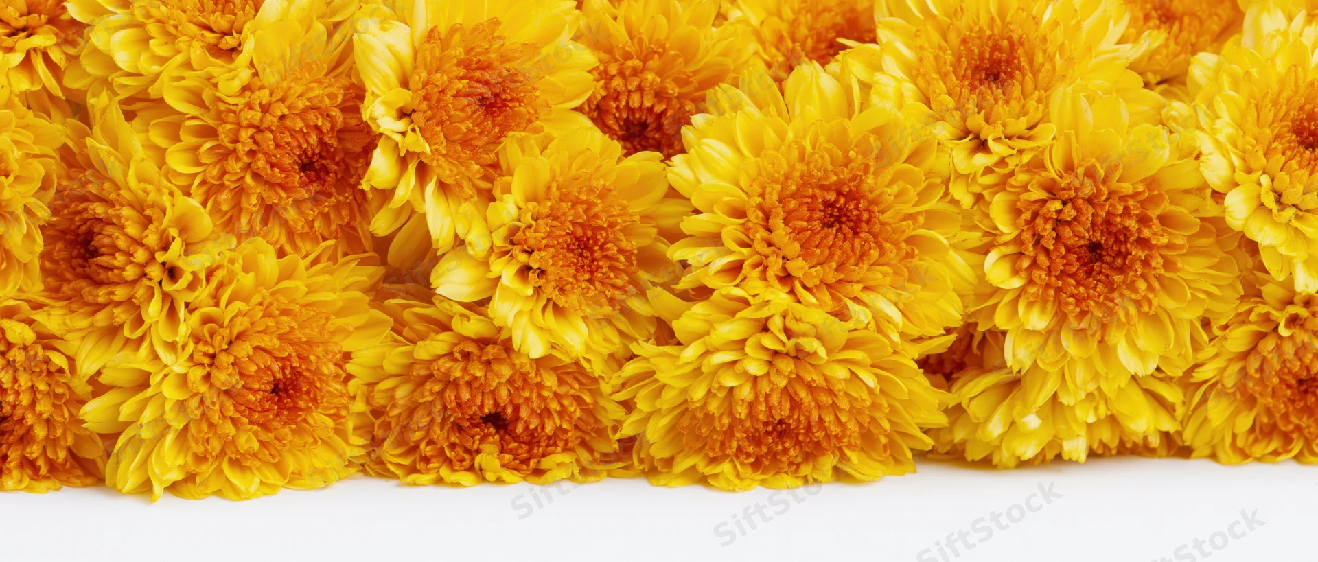 Dense horizontal row of yellow-orange chrysanthemum blooms on white background