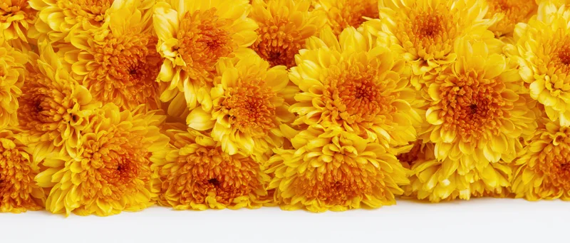 Dense horizontal row of yellow-orange chrysanthemum blooms on white background