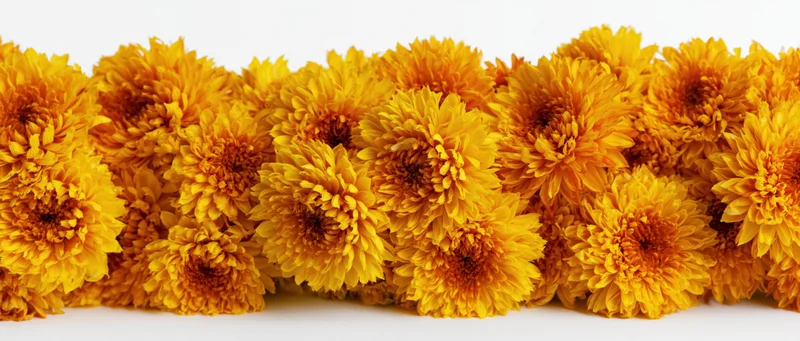 Dense horizontal row of yellow-orange chrysanthemum blooms on white background