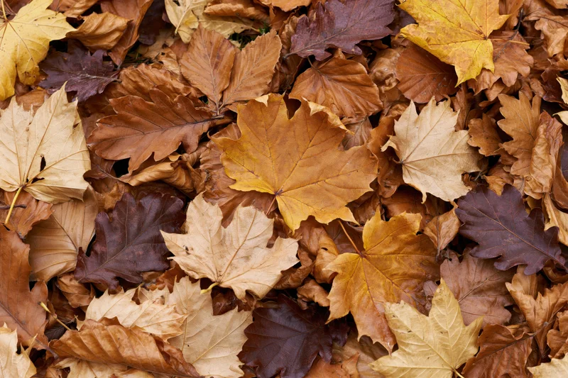 Dense layer of fallen autumn leaves covering the ground in a natural outdoor setting