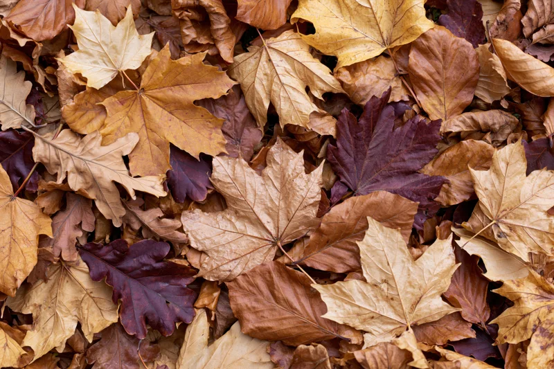 Dense layer of fallen autumn leaves covering the ground in a natural outdoor setting