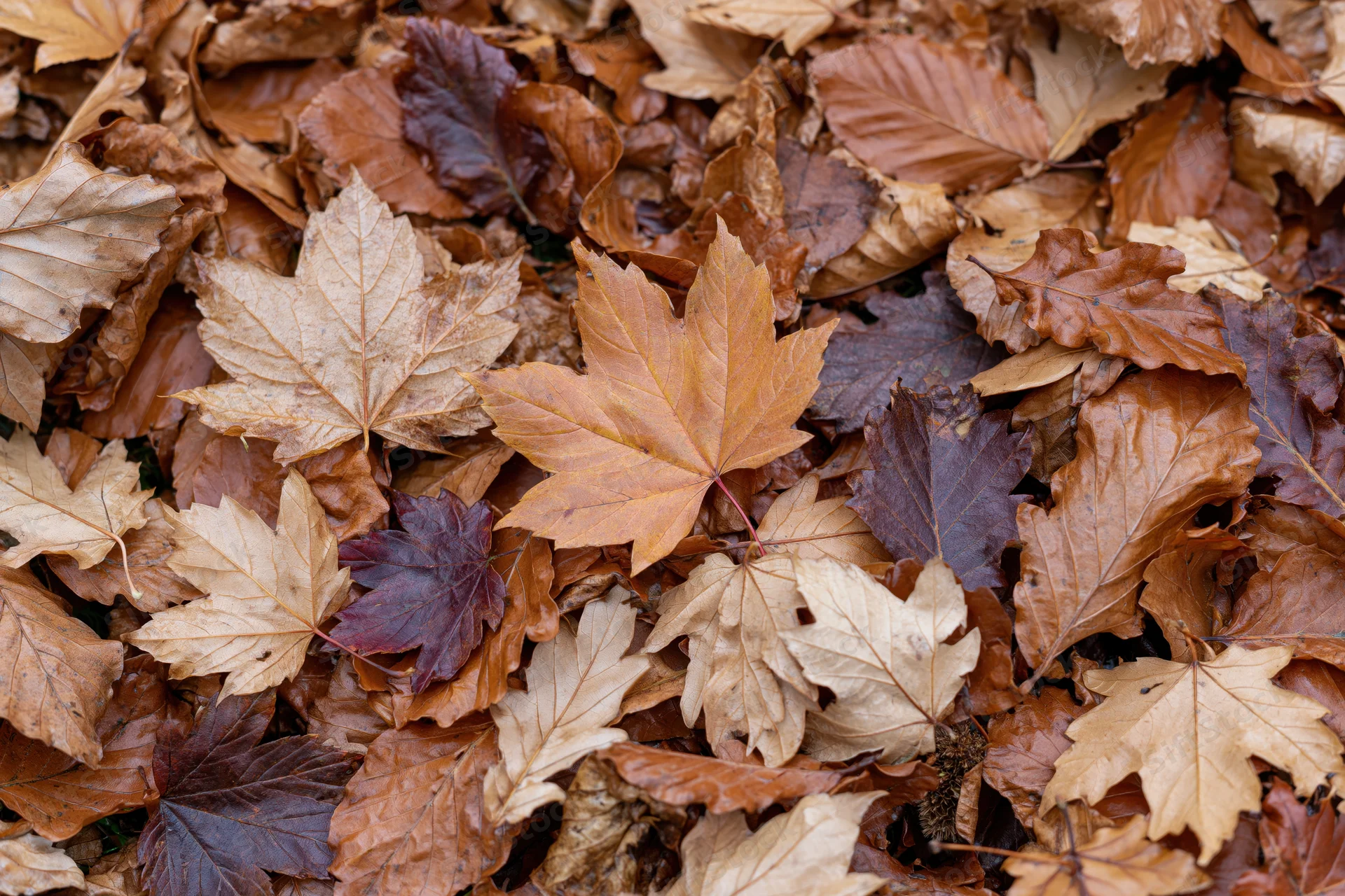 Dense layer of fallen autumn leaves covering the ground