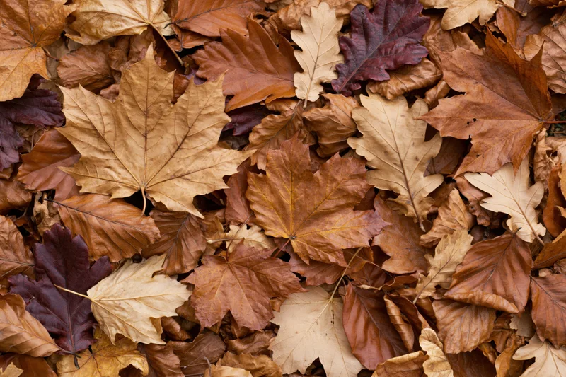 Dense layer of fallen autumn leaves covering the ground