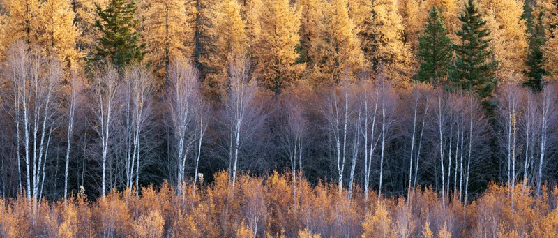 Layered boreal forest in autumn with golden larch, white birch, and dark conifers