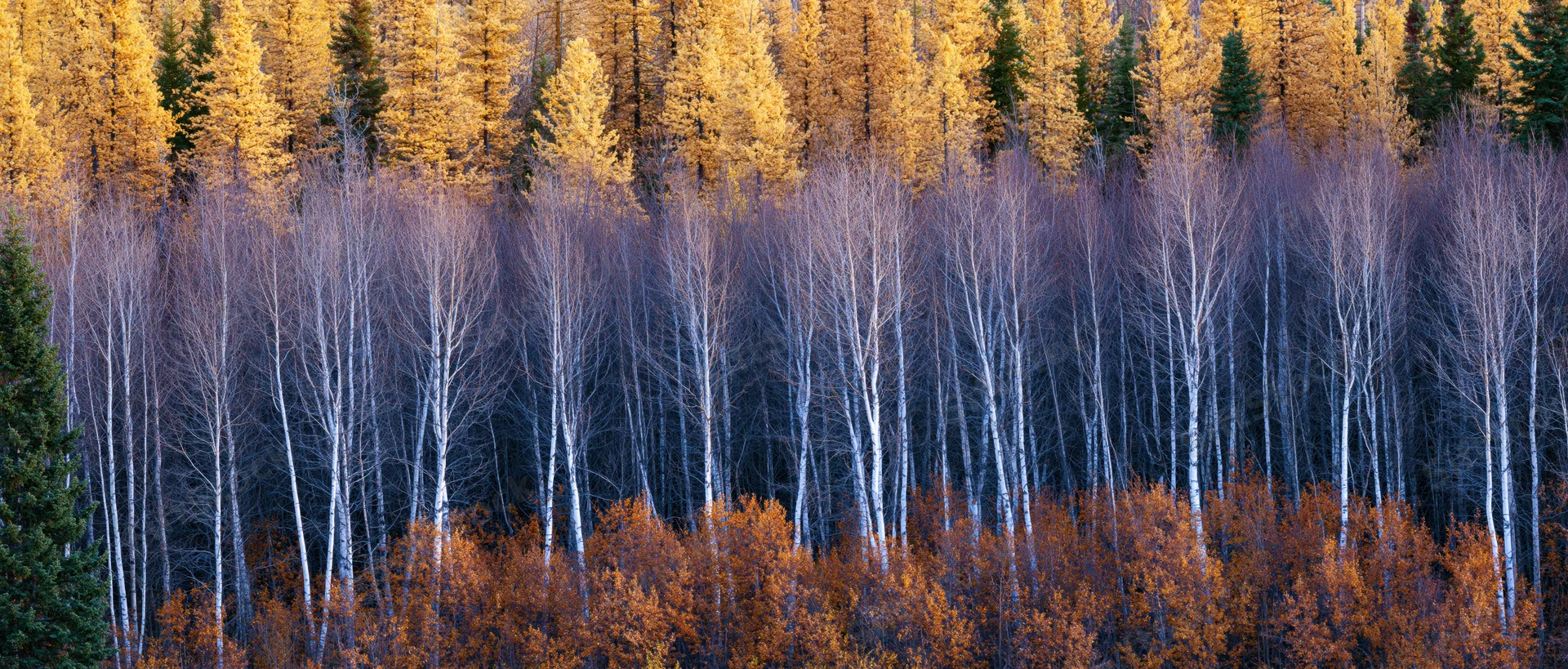 Layered autumn forest with golden larch, white birch, and evergreen trees in mountain woodland