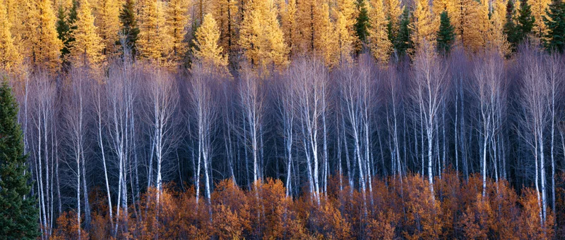 Layered autumn forest with golden larch, white birch, and evergreen trees in mountain woodland