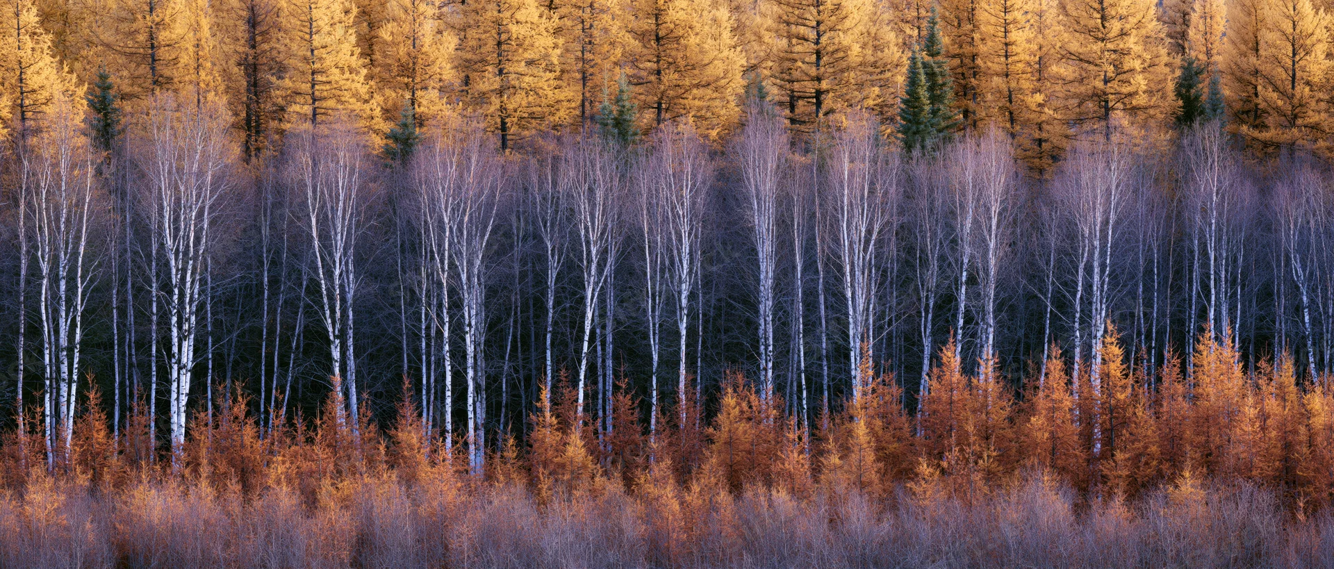 Layered boreal forest in autumn with golden larch, white birch, and dark conifers
