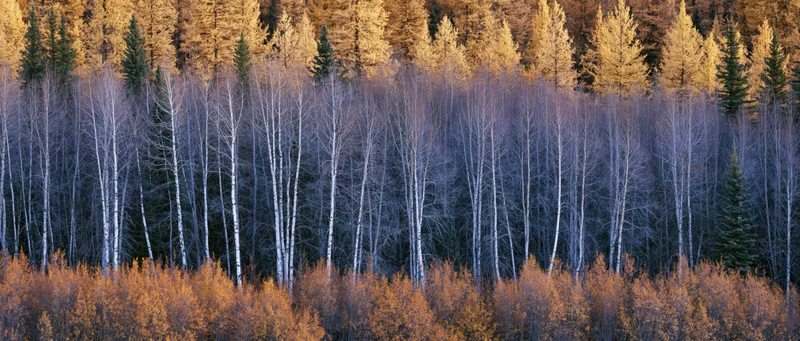 Layered autumn forest with golden larch, white birch, and dark conifers in natural woodland setting