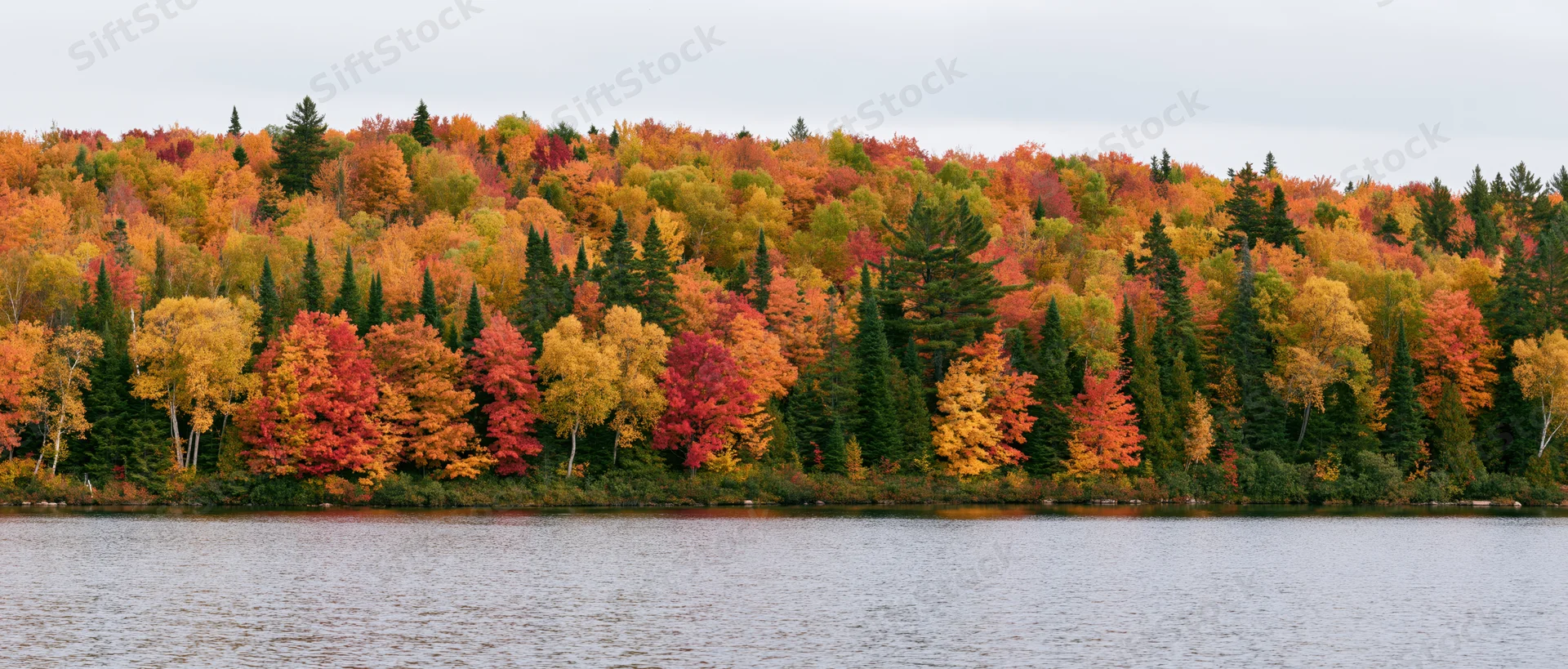 Dense mixed forest at peak autumn color lining the far shore of a calm lake