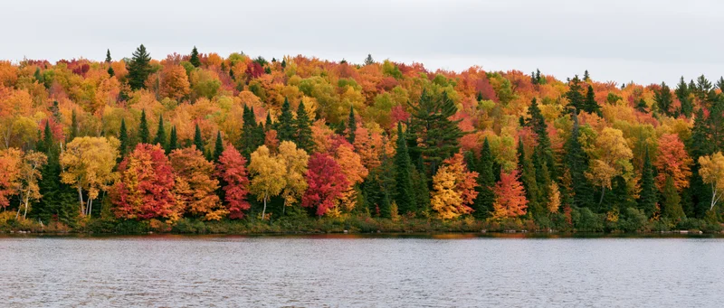 Dense mixed forest at peak autumn color lining the far shore of a calm lake