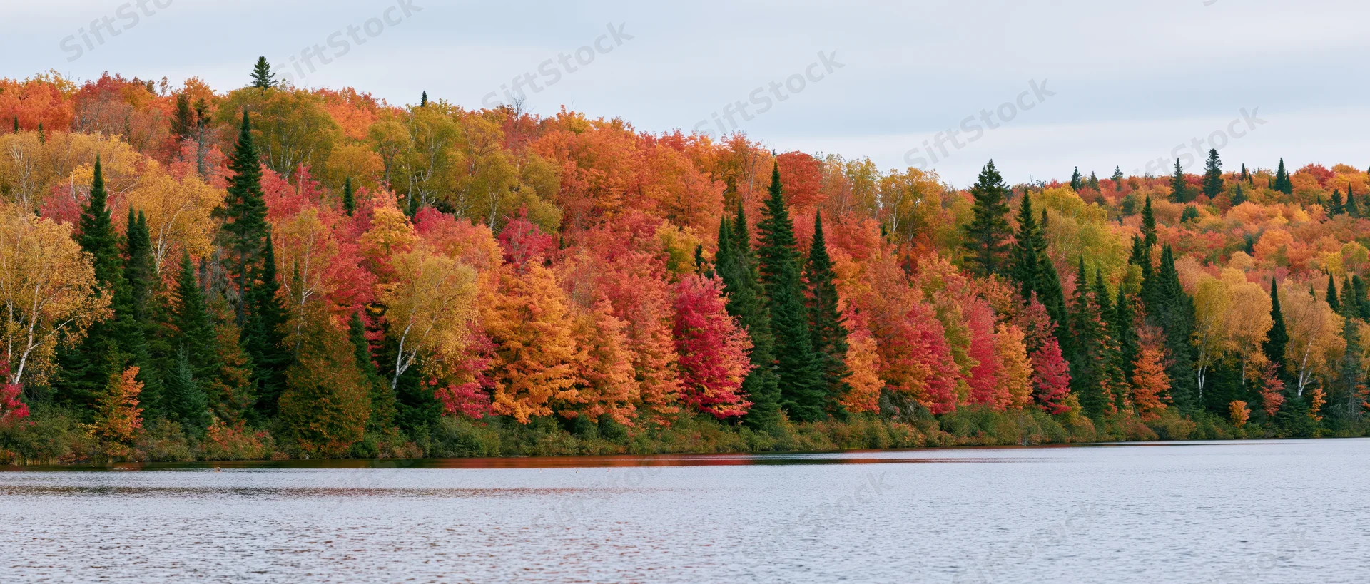 Dense mixed forest at peak autumn color lining the far shore of a calm lake