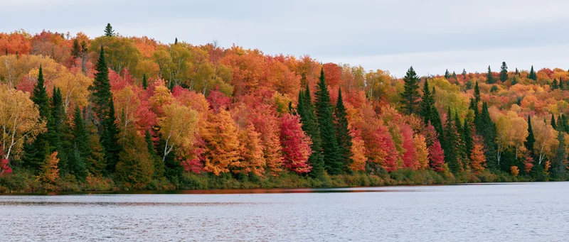 Dense mixed forest at peak autumn color lining the far shore of a calm lake
