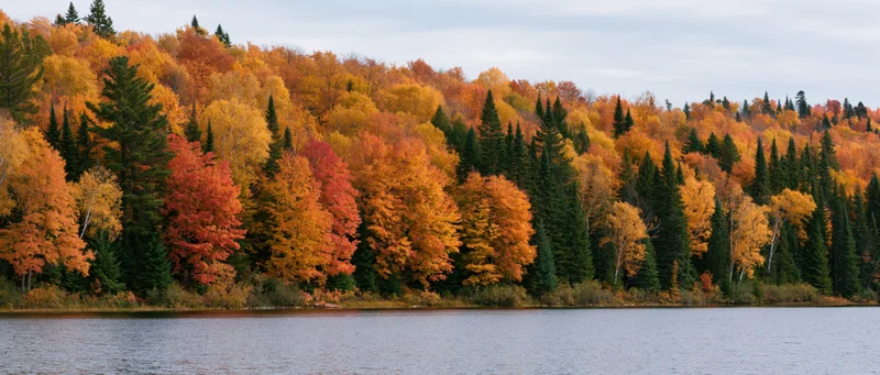 Dense mixed forest at peak autumn color lining the far shore of a calm lake