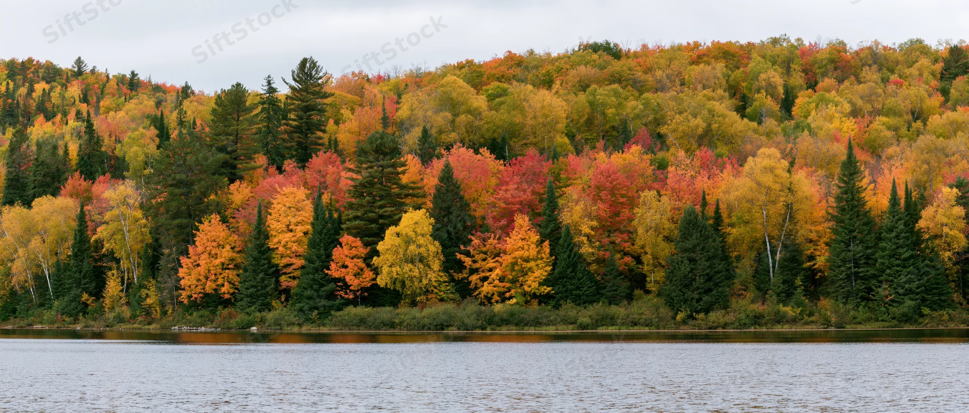 Dense mixed forest at peak autumn color lining the far shore of a calm lake