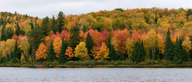 Dense mixed forest at peak autumn color lining the far shore of a calm lake