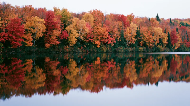 Dense mixed forest at peak autumn foliage reflected in calm lake water