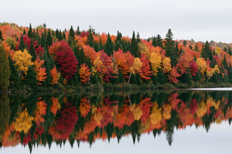 Dense mixed forest at peak autumn foliage reflected in calm lake water