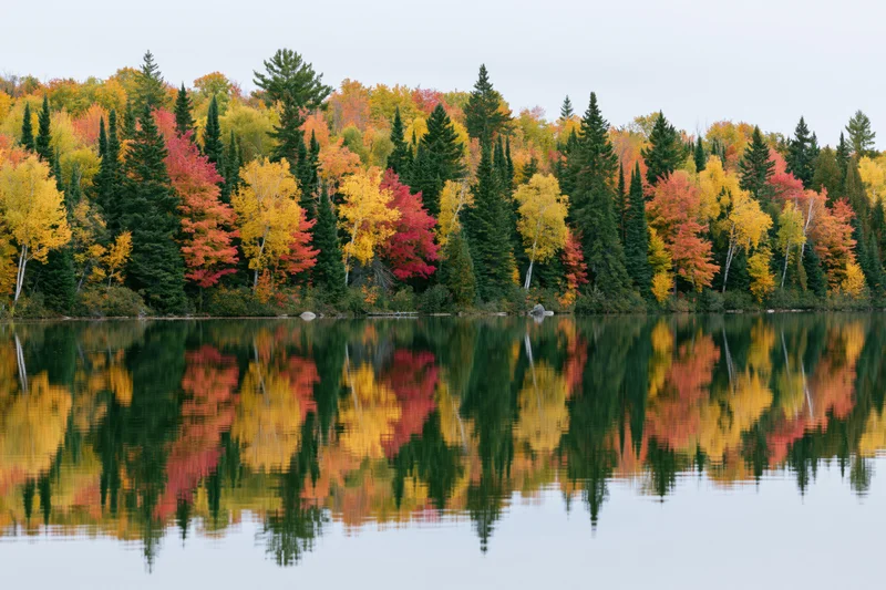 Dense mixed forest at peak autumn foliage lining the far shore of a calm lake with clear reflection in the water