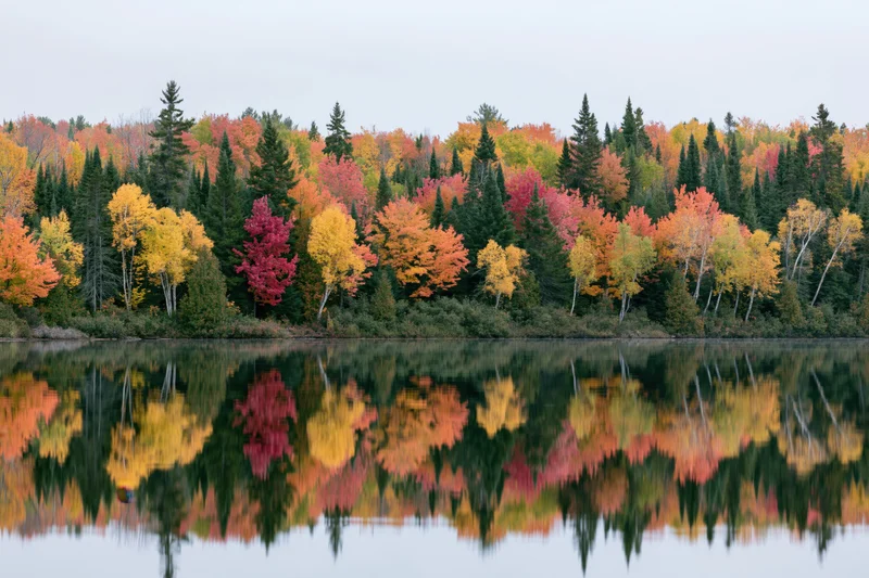 Dense mixed forest at peak autumn foliage lining the far shore of a calm lake with perfect reflection