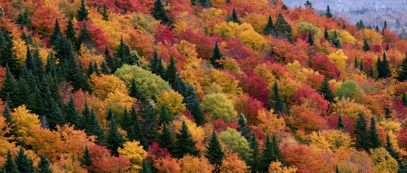 Dense mixed forest canopy covering a hillside in peak autumn with vibrant red orange yellow and green foliage
