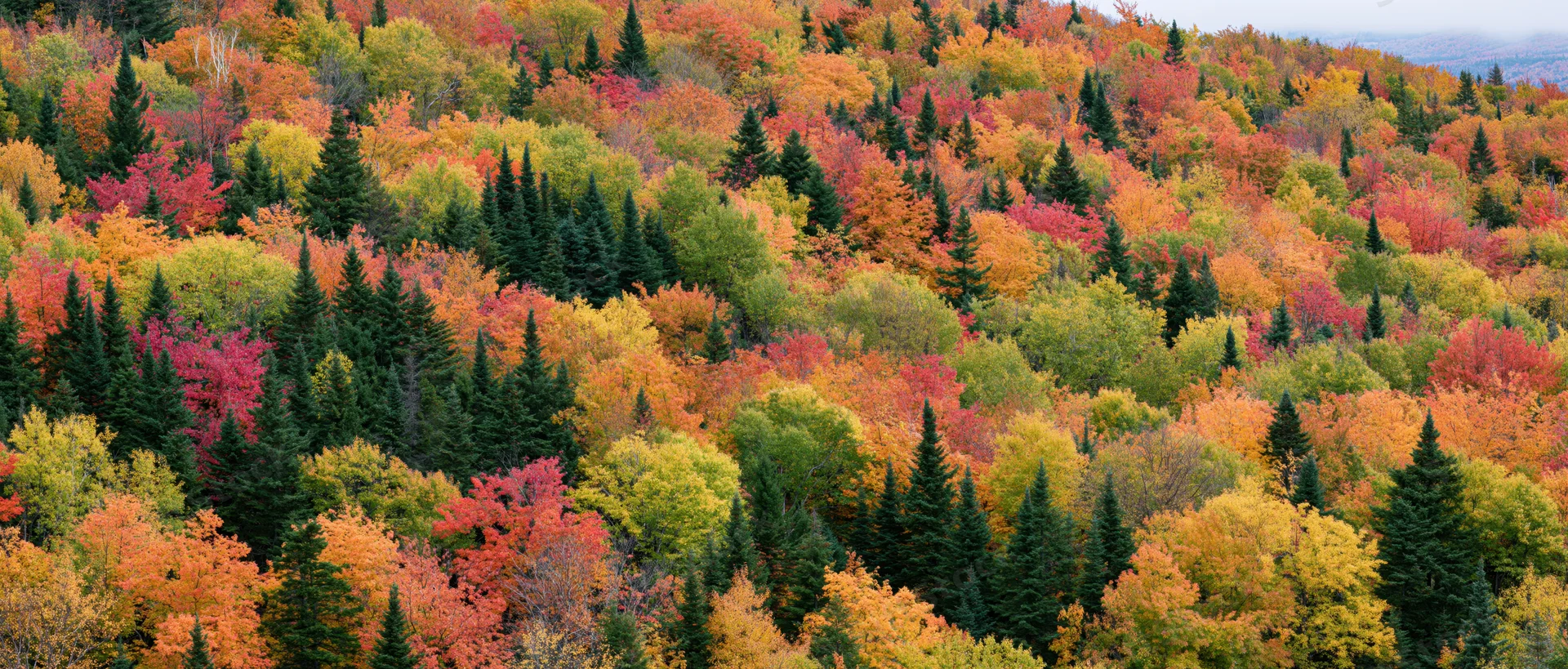 Dense mixed forest canopy covering a hillside in peak autumn color