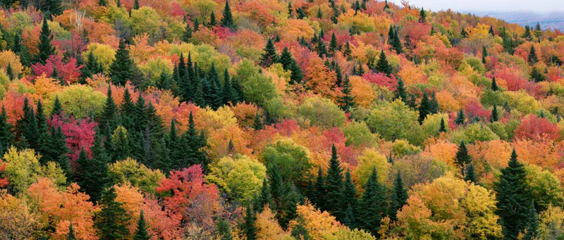 Dense mixed forest canopy covering a hillside in peak autumn color