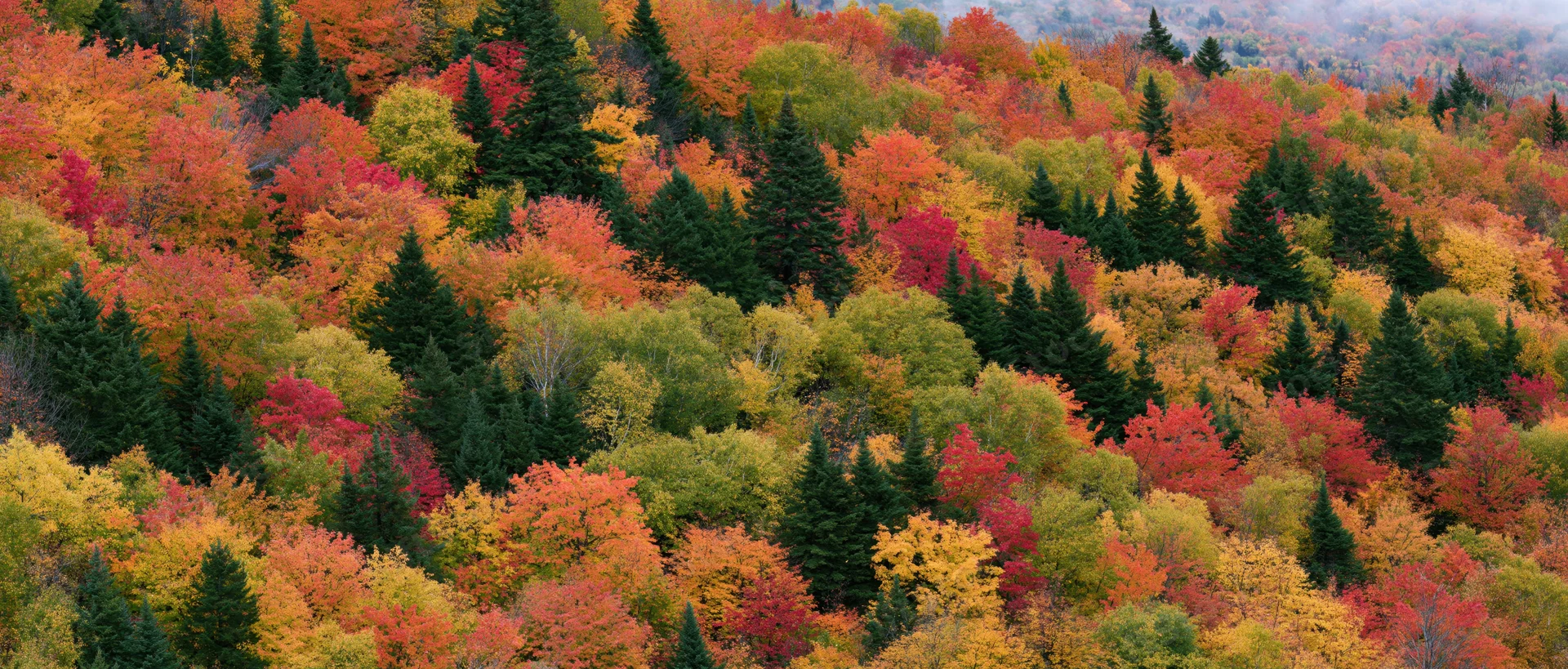 Dense mixed forest canopy covering a hillside in peak autumn color