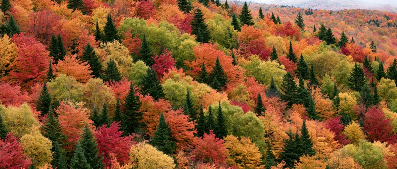 Dense mixed forest canopy covering a hillside in peak autumn colors