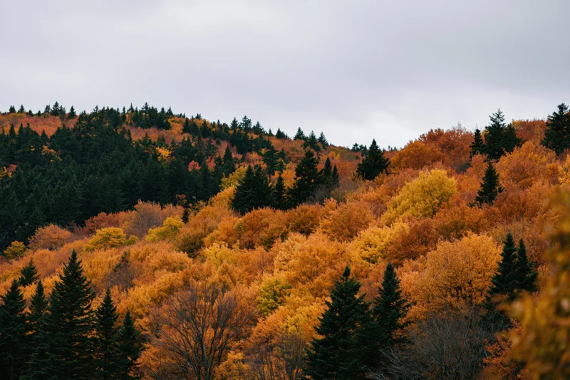 Dense mixed forest on a hillside in peak autumn foliage with colorful deciduous trees and evergreens under an overcast sky