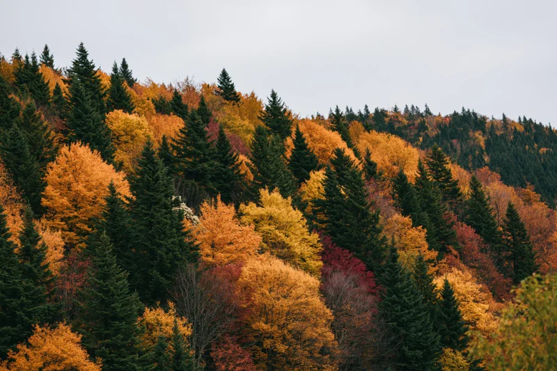 Dense mixed forest on a hillside in peak autumn foliage with colorful deciduous and evergreen trees