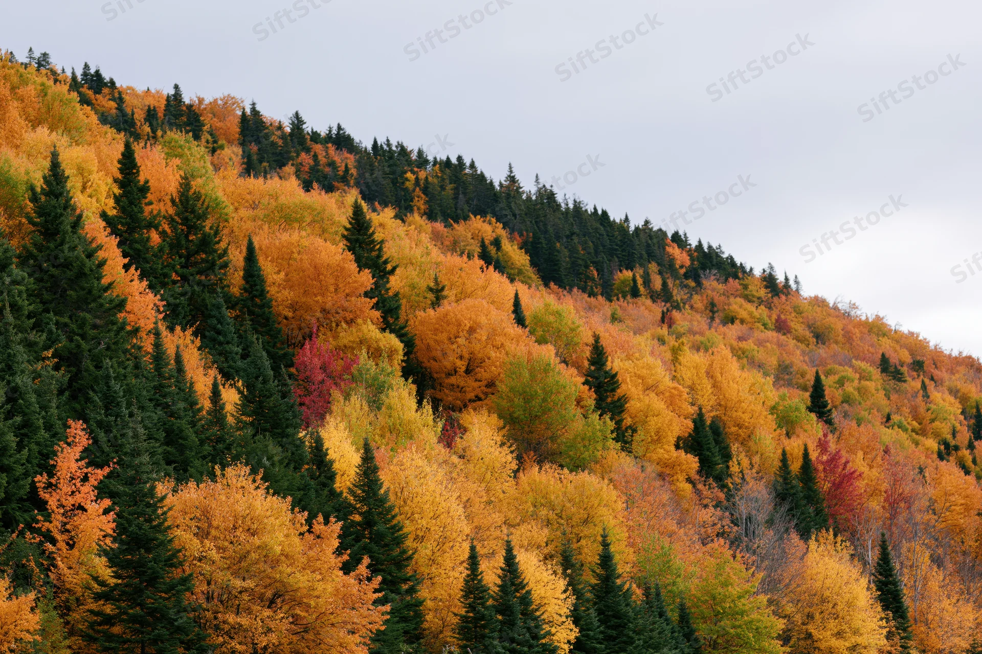 Dense mixed forest on a hillside in peak autumn foliage with colorful deciduous and evergreen trees