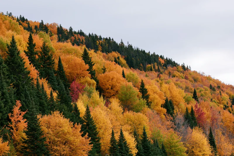 Dense mixed forest on a hillside in peak autumn foliage with colorful deciduous and evergreen trees