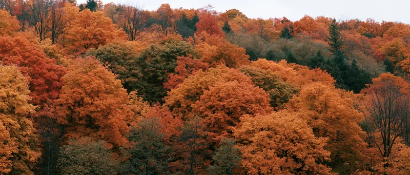 Dense mixed hardwood forest canopy at peak autumn foliage with vibrant orange red and yellow leaves covering hillsides under overcast sky