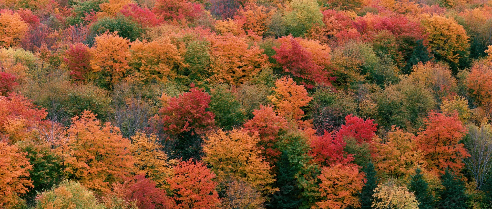 Aerial view of dense mixed hardwood forest canopy in peak autumn foliage