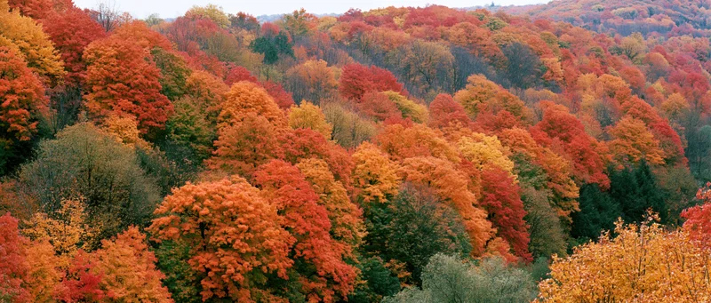 Dense mixed hardwood forest canopy at peak autumn foliage with vibrant red orange and yellow leaves covering rolling hills