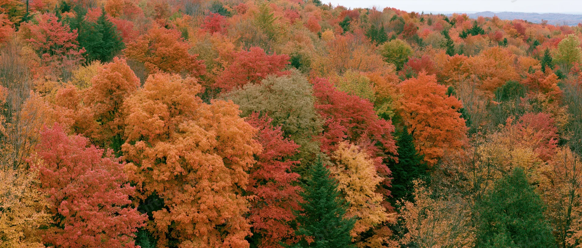 Aerial view of dense mixed hardwood forest canopy at peak autumn foliage with vibrant red orange and yellow leaves