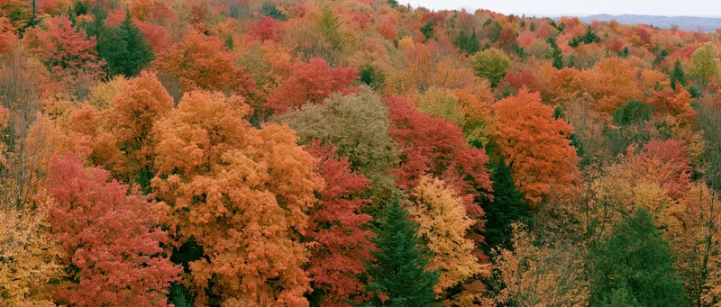 Aerial view of dense mixed hardwood forest canopy at peak autumn foliage with vibrant red orange and yellow leaves
