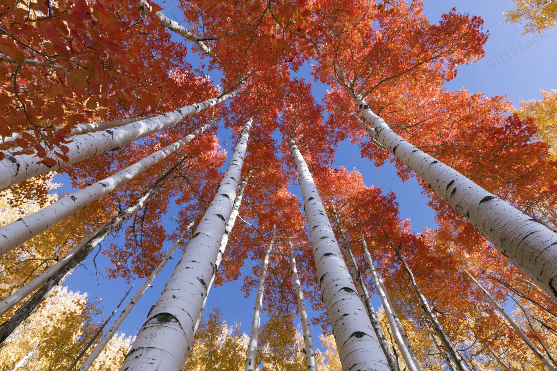 Upward view of aspen trees with white bark and orange autumn leaves against blue sky