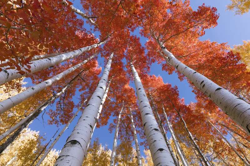 Upward view of aspen trees with white bark and orange autumn leaves against blue sky
