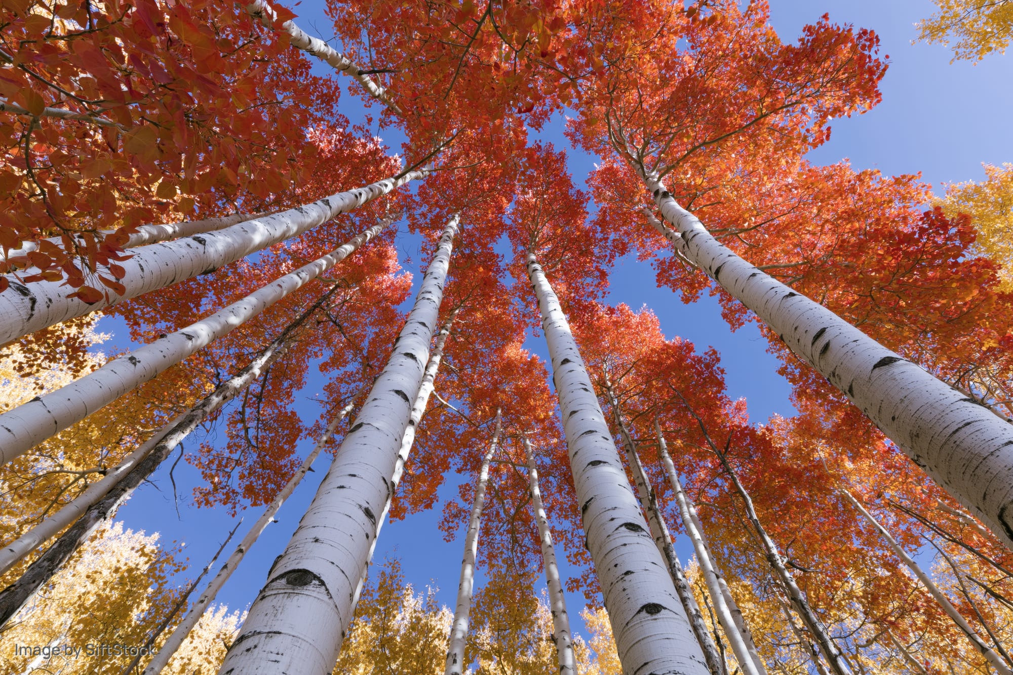 Upward view of aspen trees with white bark and orange autumn leaves against blue sky