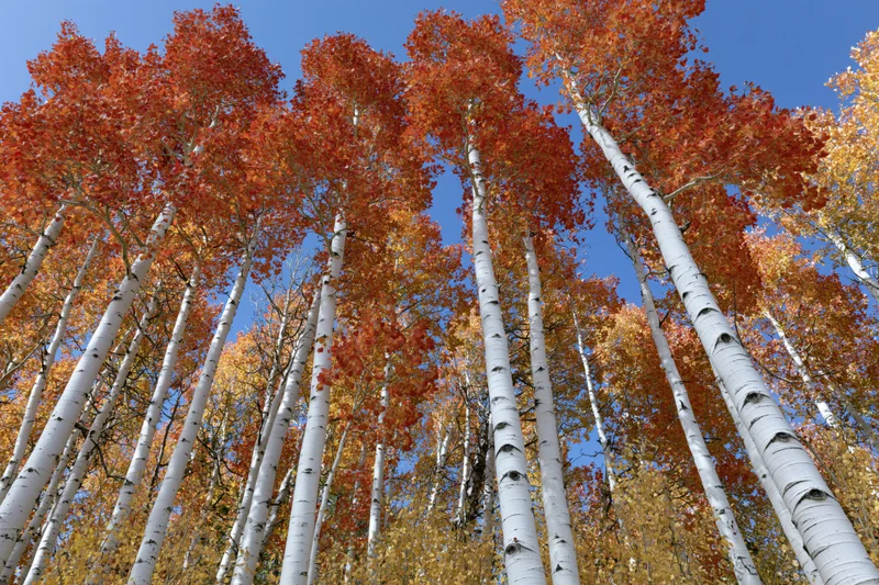 Upward view of aspen trees with white bark and orange red foliage against blue sky in autumn forest