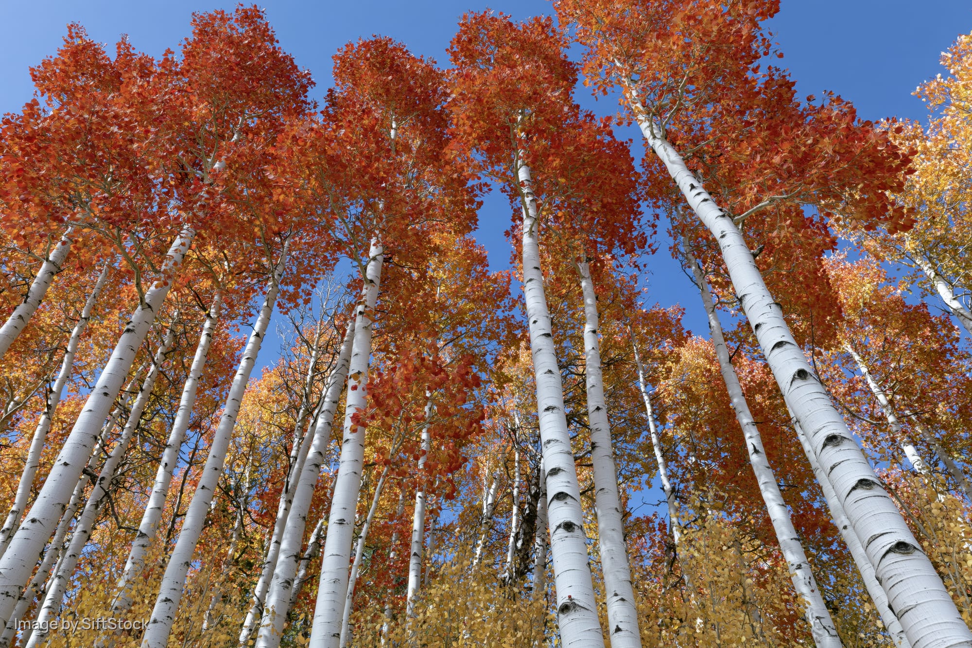 Upward view of aspen trees with white bark and orange red foliage against blue sky in autumn forest