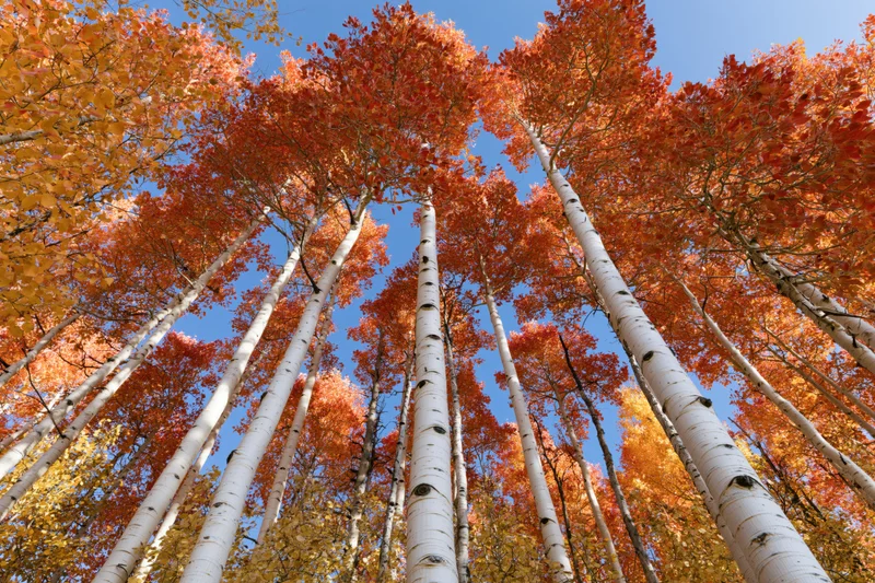Upward view of aspen trees with white bark and orange red foliage against blue sky in autumn forest