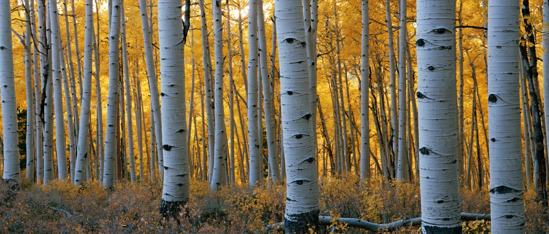 Dense stand of aspen trees with white bark and golden autumn foliage in a forest