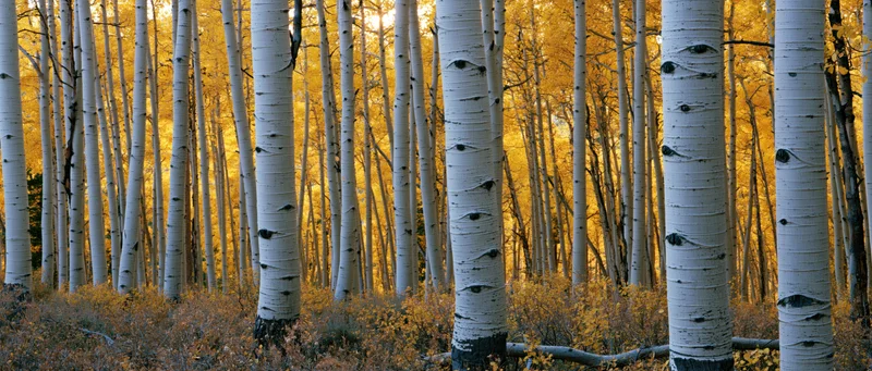 Dense stand of aspen trees with white bark and golden autumn foliage in a forest