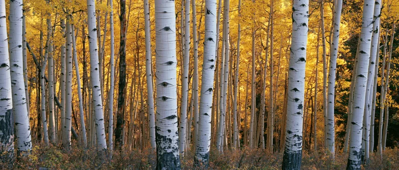 Dense stand of aspen trees with white bark and golden autumn foliage in a forest