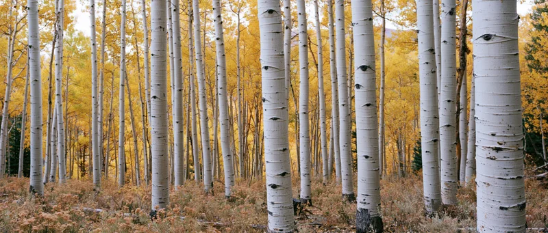 Dense stand of aspen trees with white bark and yellow foliage in a forest