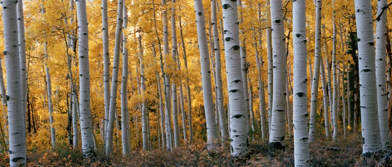 Dense stand of aspen trees with white bark and golden autumn foliage in a forest
