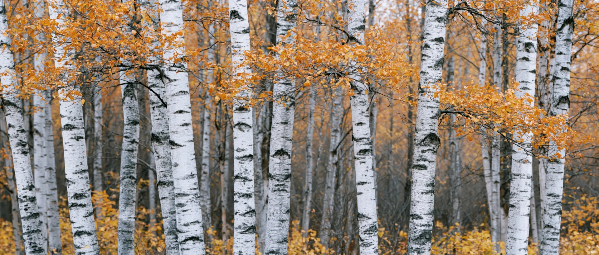 Dense stand of birch trees with white trunks and orange autumn foliage in a forest setting